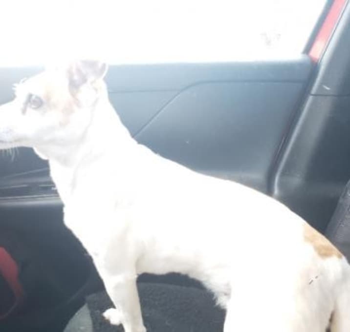 Photo of Sundance and Kidd AKA Jackie and Stretch