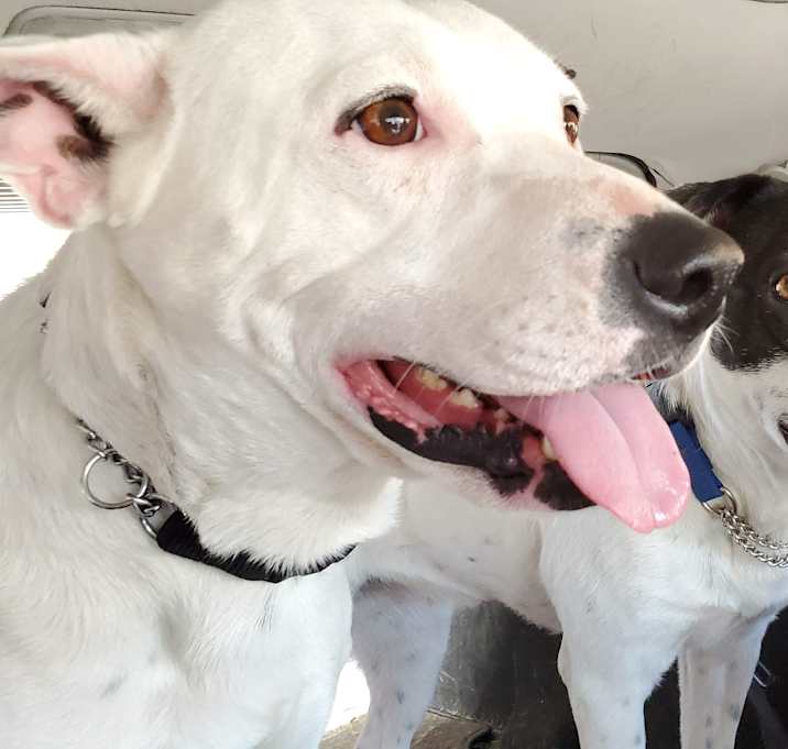 Photo of BONNIE & CLYDE