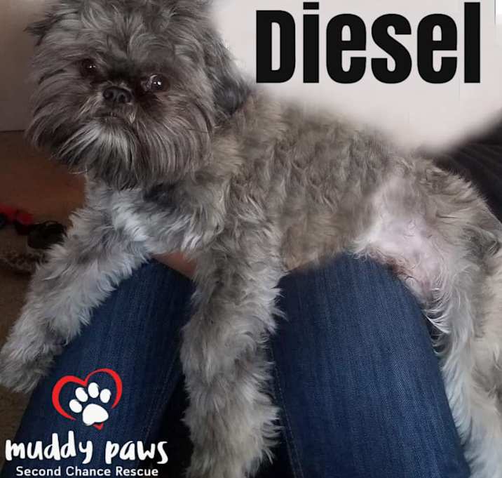 Photo of Diesel no longer taking applications