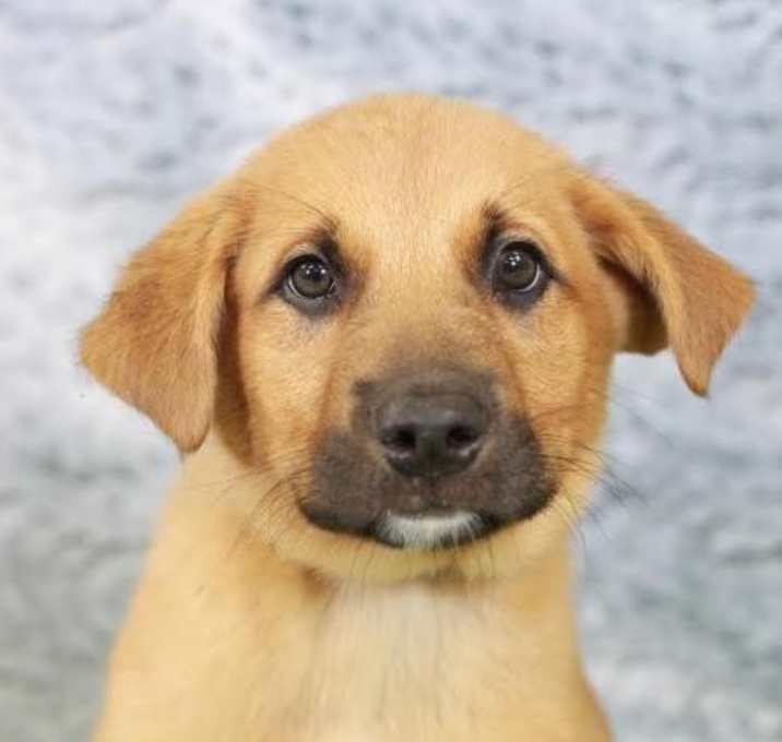 Photo of Tweed- No Longer Accepting Applications