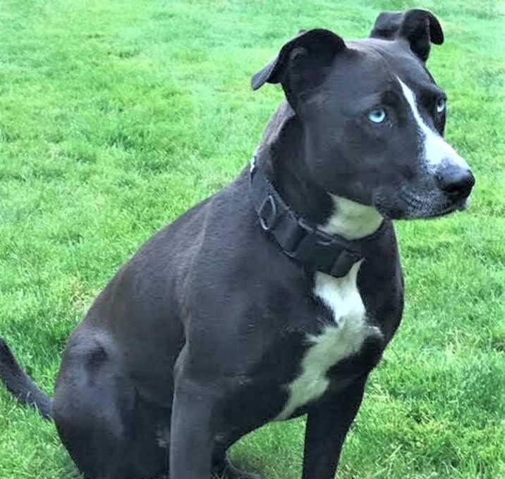 Photo of Emma, needs foster or adopter!