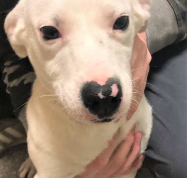 Photo of ADOPTED!!   Delilah