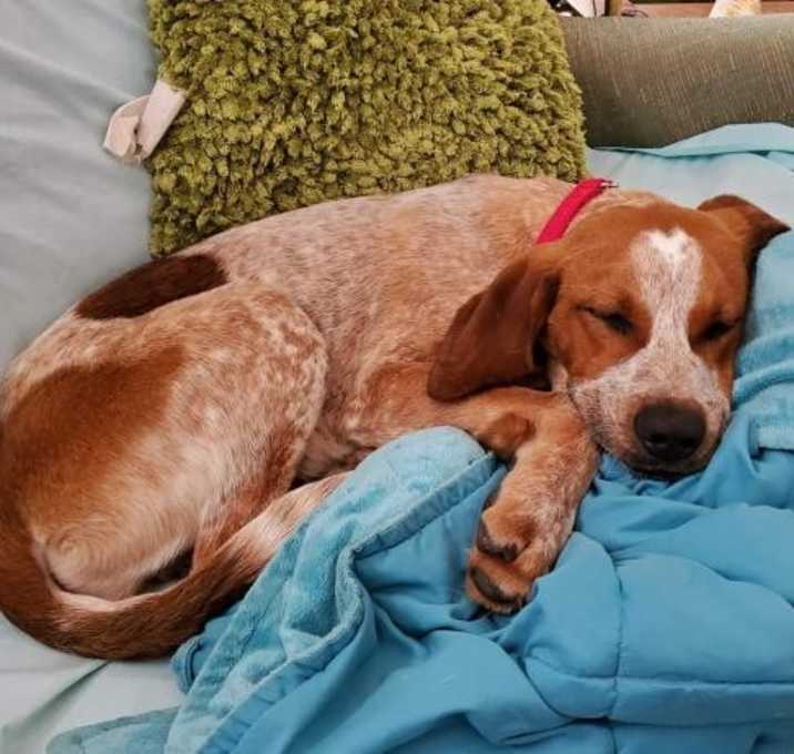 Photo of D73 Litter Cash