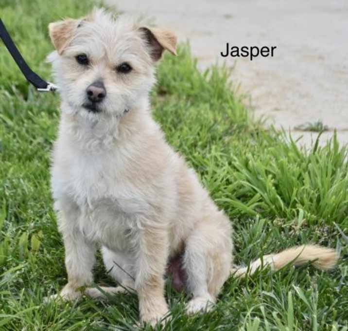 Photo of Jasper