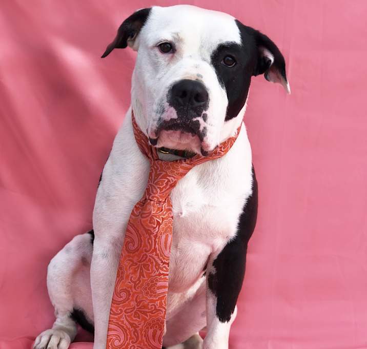 Photo of JoJo-ADOPT Me!