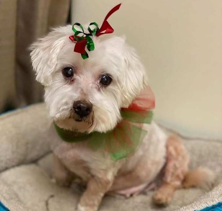 Photo of Angel, Jennifer's Foster