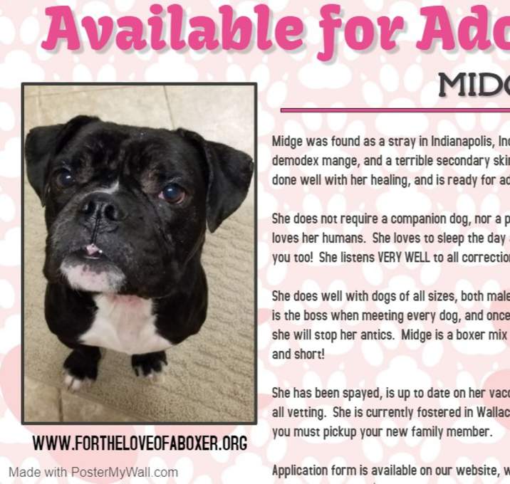 Photo of Midge