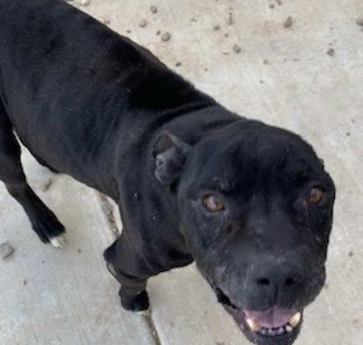 Photo of Tyson Chicken 42379