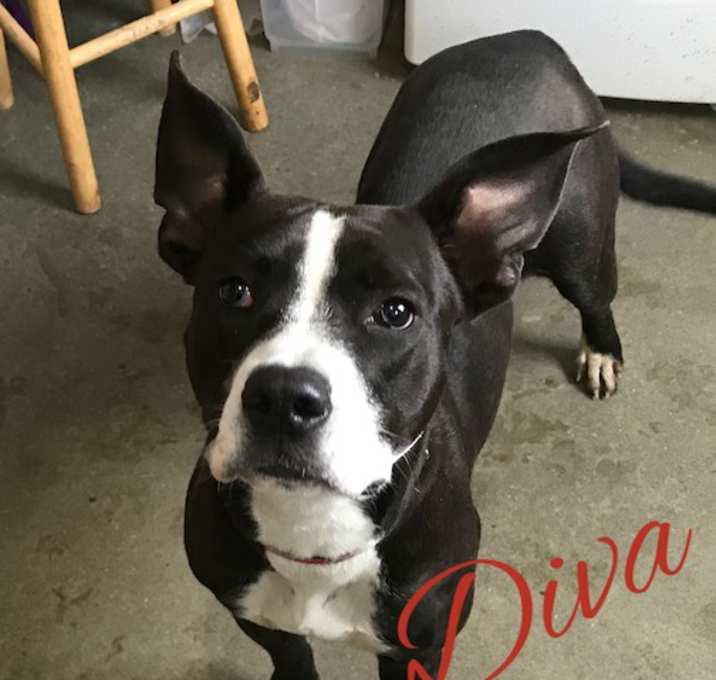 Photo of Diva