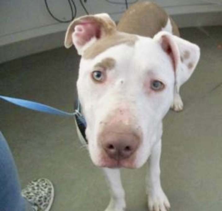 Photo of Tony Soprano 42400