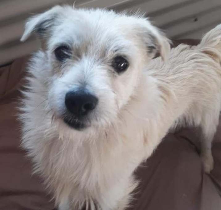 Photo of Gulliver Fox