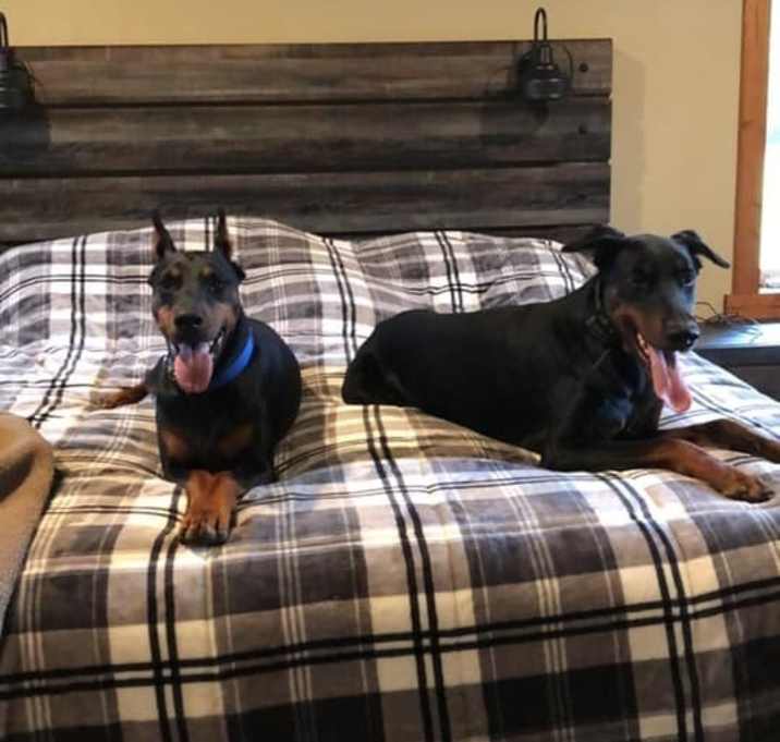 Photo of Miela and Mickey ( Need to be adopted together)