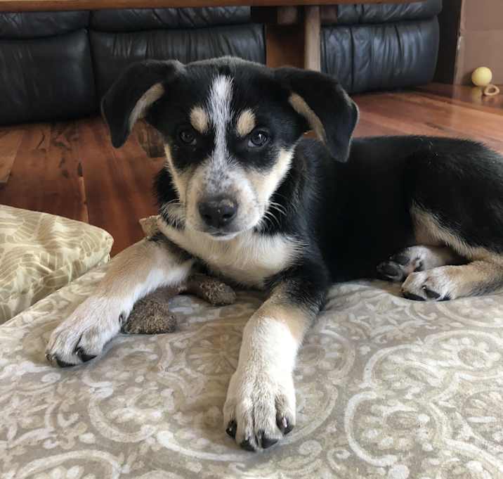 Photo of Piper- Pending Adoption-