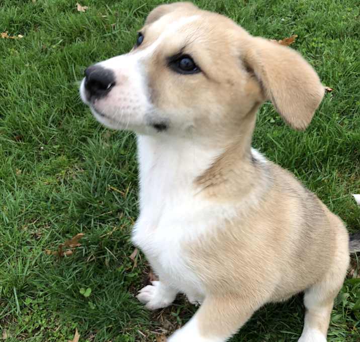 Photo of Sandy- Pending Adoption -