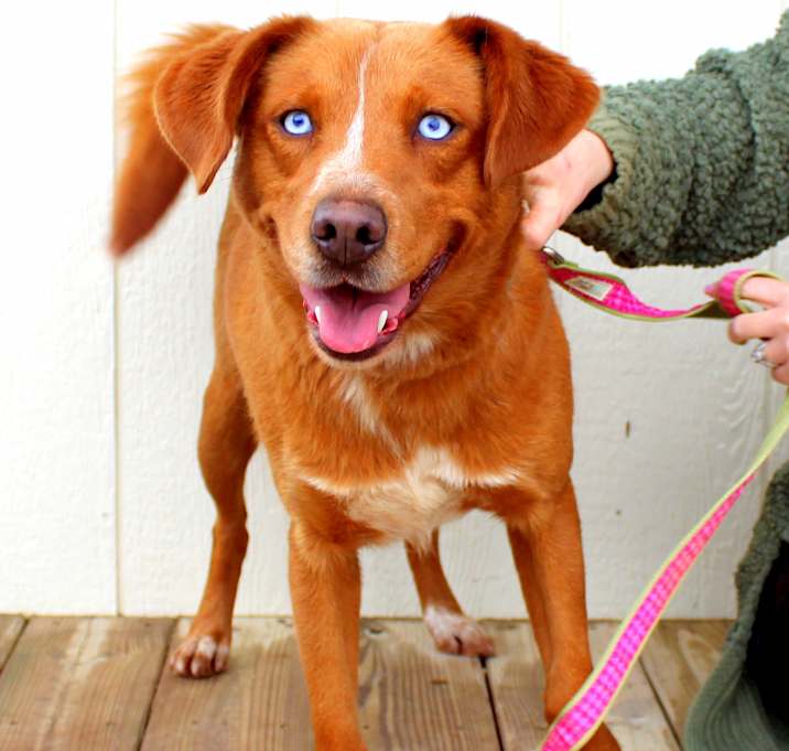 Photo of Mocha~adopted!
