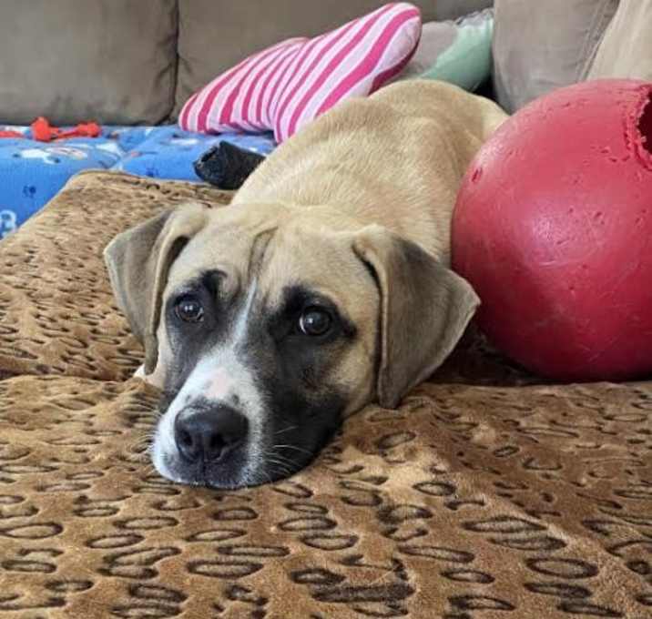 Photo of Allegra 4/2020