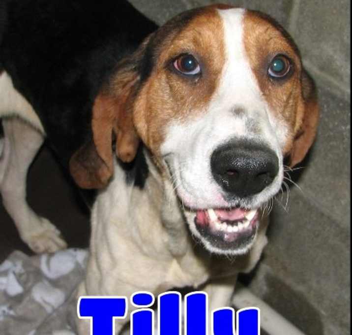 Photo of #3379 Tilly