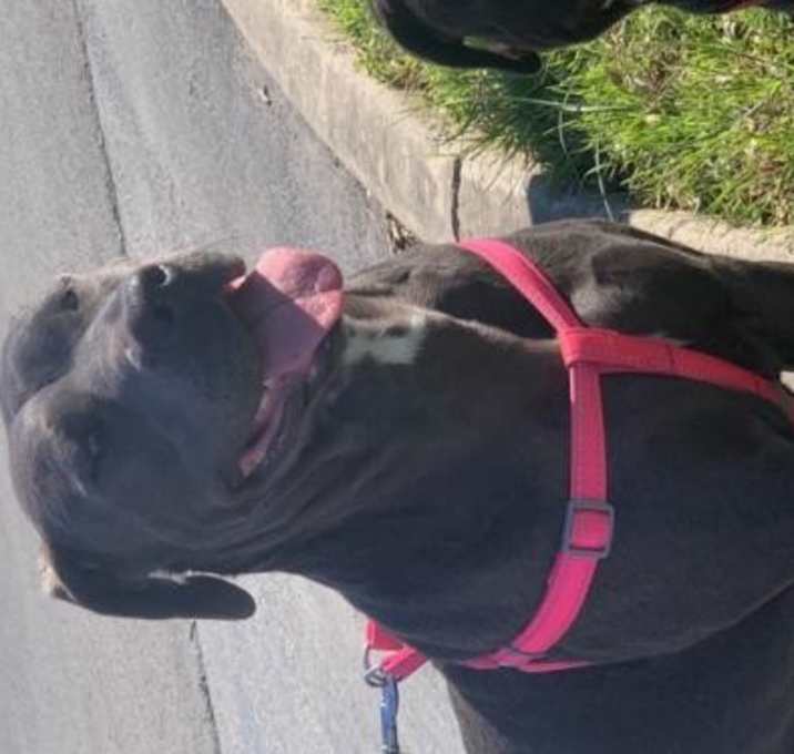 Photo of Lacey and Scout W