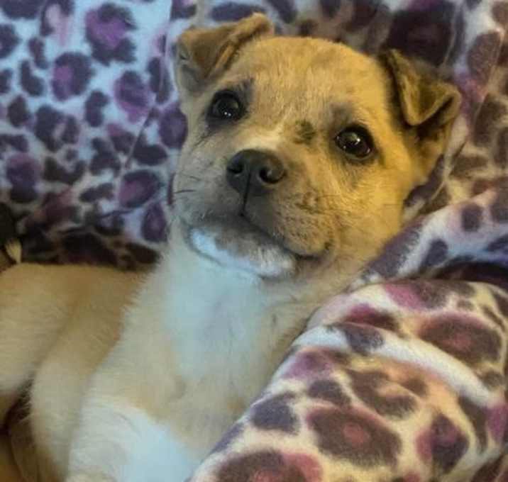 Photo of Maggie (Lick Branch Puppy #2)