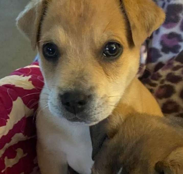 Photo of Aggie (Lick Branch Puppy #1)