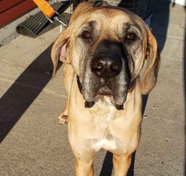 Photo of Indy***ADOPTION PENDING***