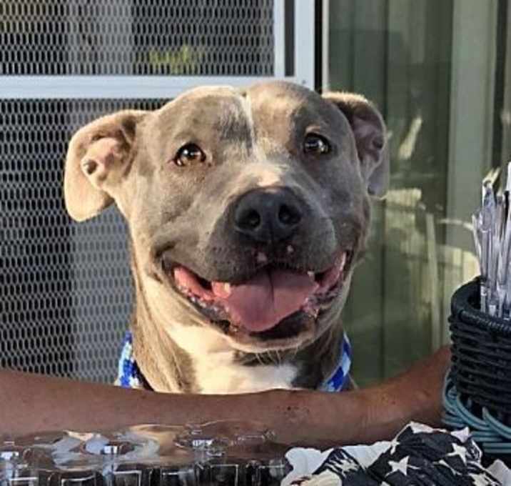 Photo of Poppy -- COURTESY POST