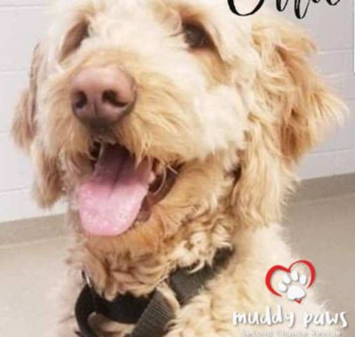 Photo of Ollie - no longer taking applications