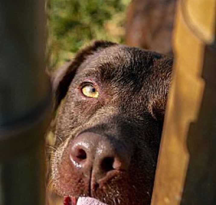 Photo of Sienna scared and needs!