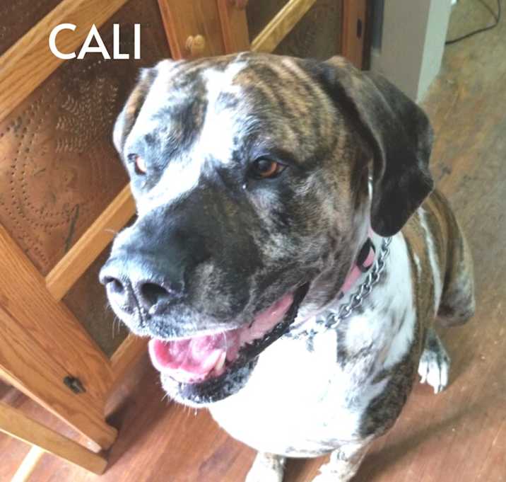Photo of Cali