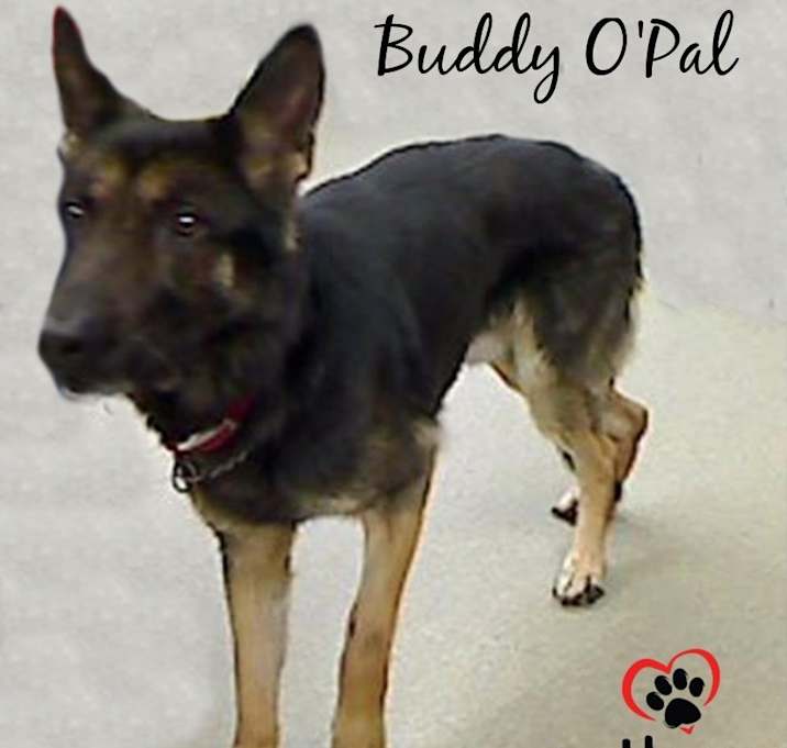 Photo of Buddy O'Pal