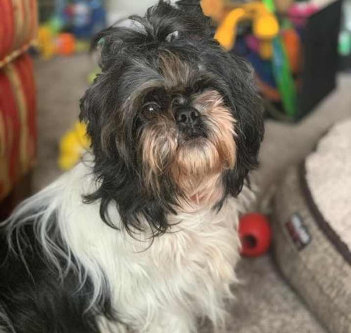 Photo of Clooney - ADOPTED