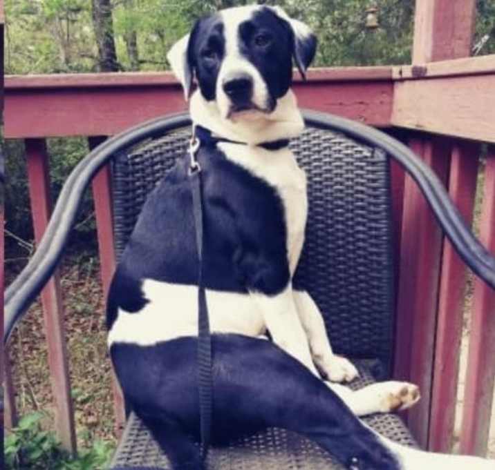 Photo of Sampson 4/2020