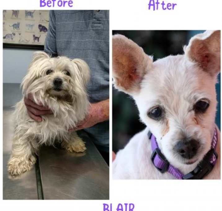 Photo of *Blair Plaid