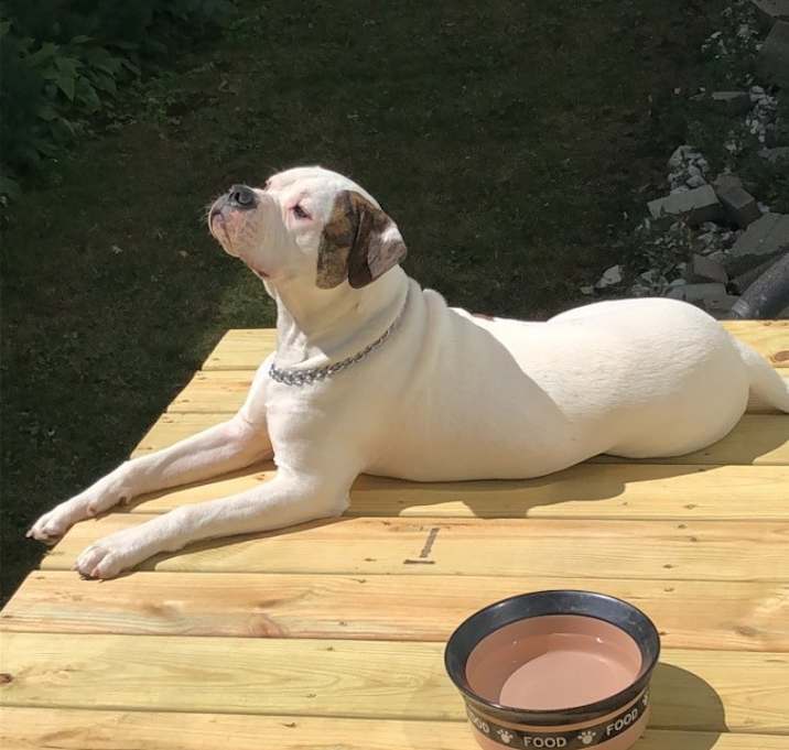 Photo of Uzi & Diamond