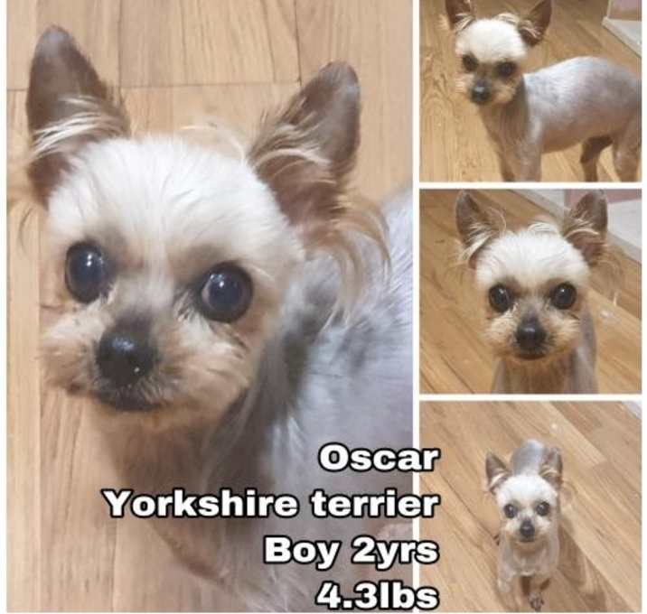 Photo of Oscar from Korea