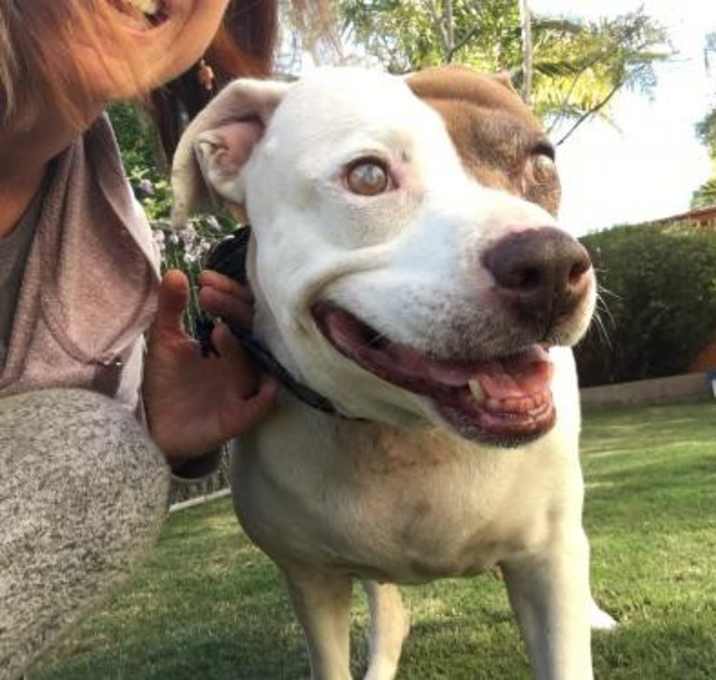 Photo of DiscoverMe Dog Baby Girl