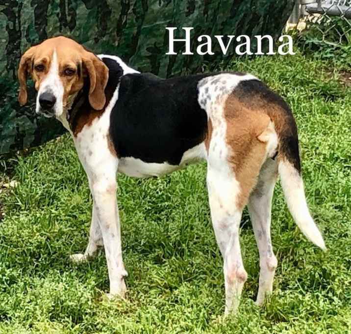 Photo of Havana