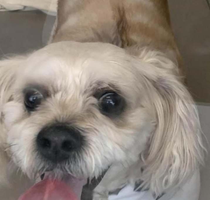 Photo of MaxShi Shih