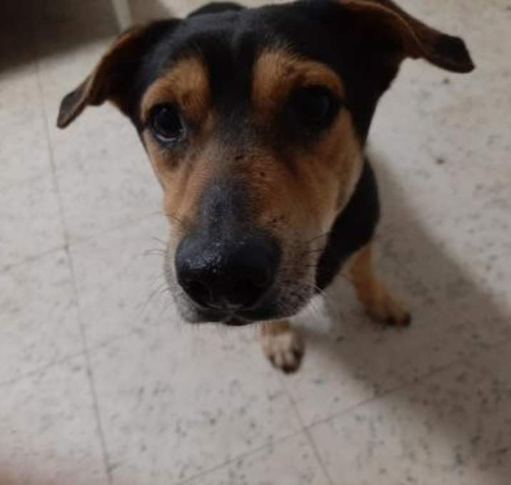 Photo of McJack PR Corjack