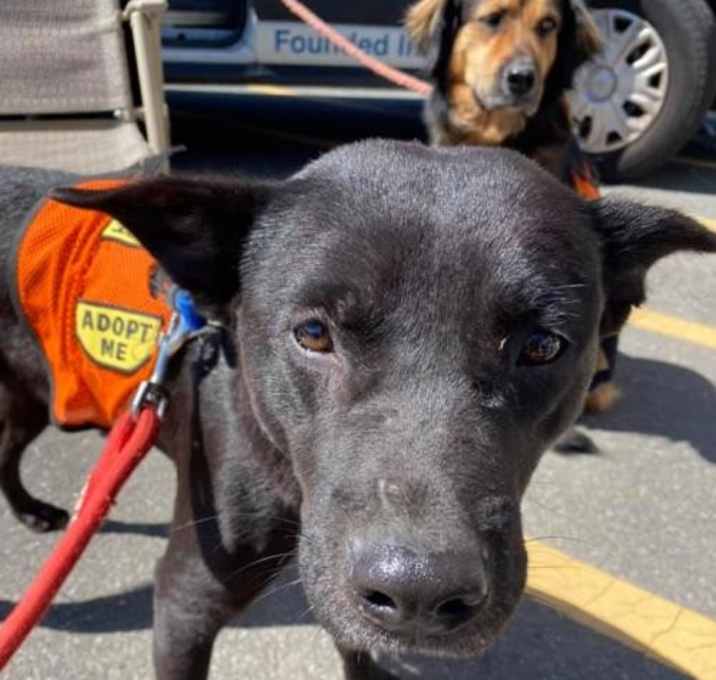 Photo of Bluto PR Black Lab Pup