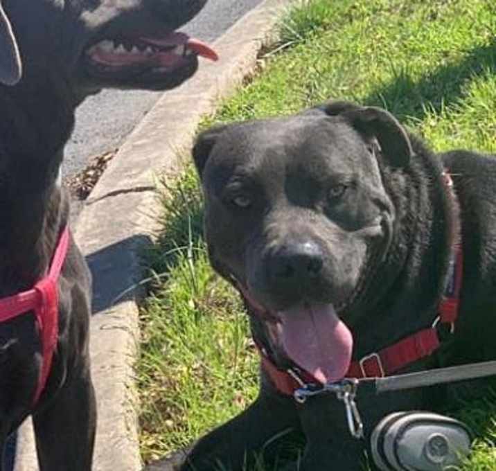 Photo of Lacy and Scout