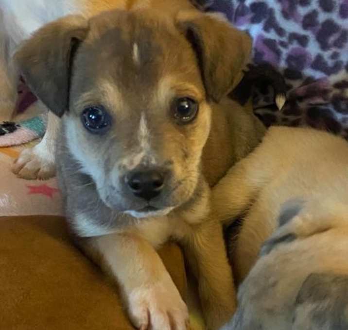 Photo of Brewster (Lick Branch Puppy #3)