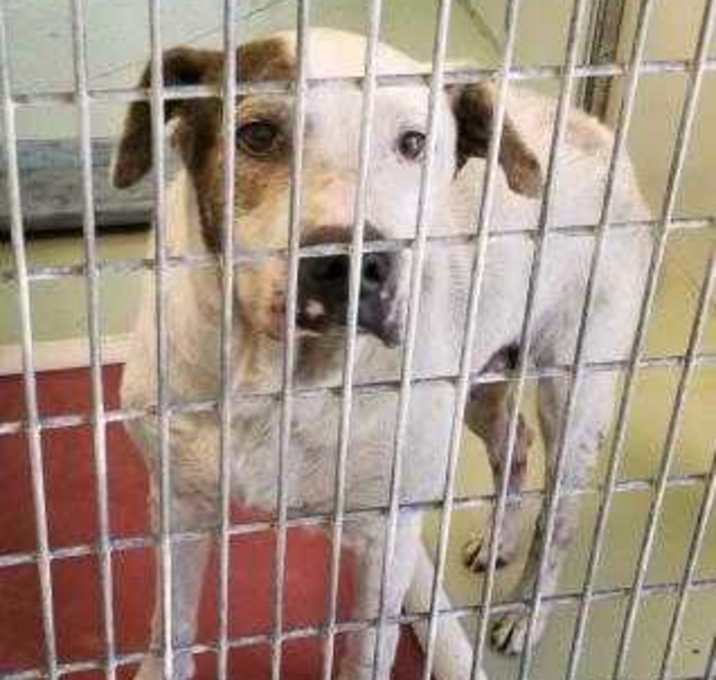 Photo of MICROCHIPPED OWNER UNREACHABLE HOLDING 'TIL 4-7-20