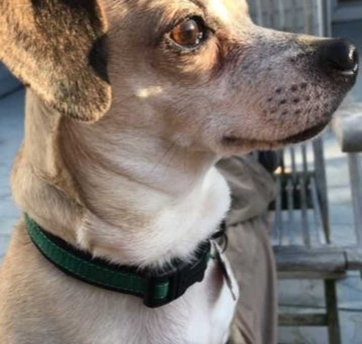 Photo of Frenchie in RI