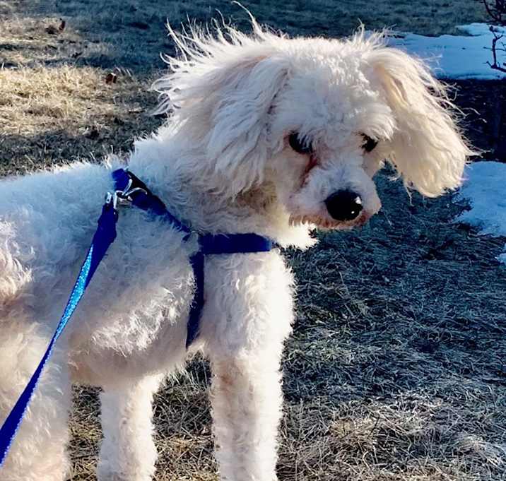 Photo of Bruce the 1 yo Mini Poodle