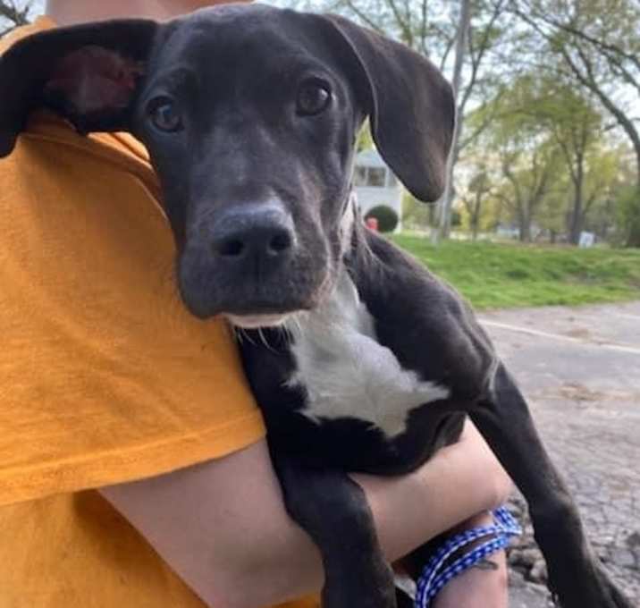 Photo of Highway Stray