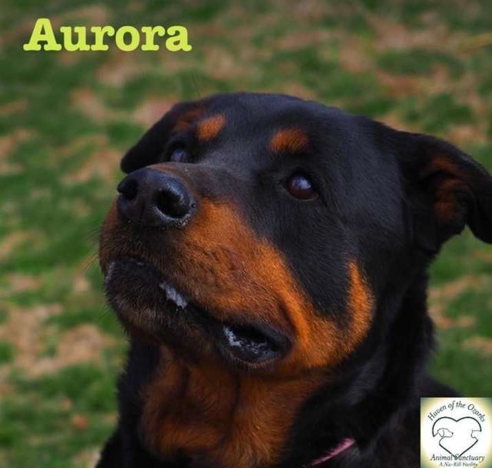 Photo of Aurora Borealis