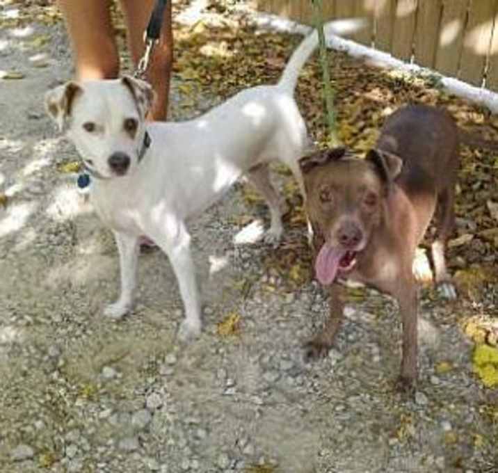 Photo of Ginger and Buck