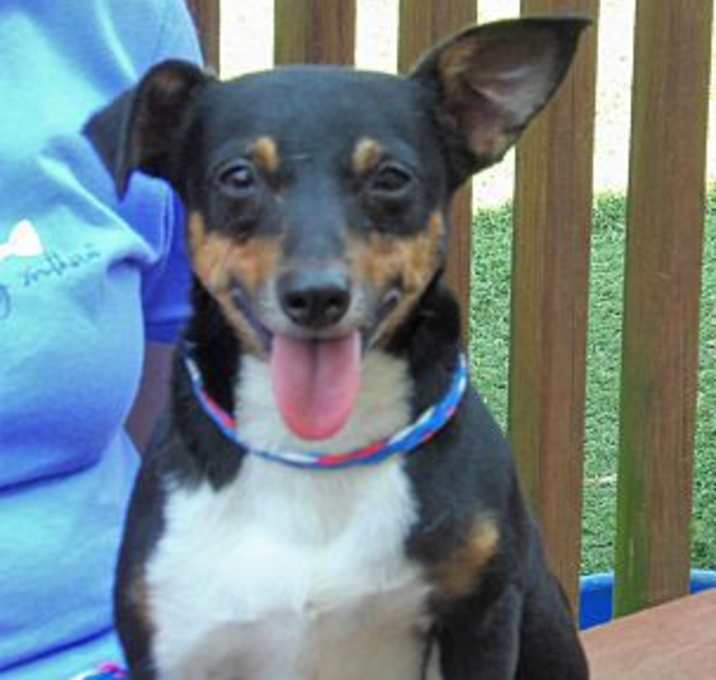 Photo of Pepper  lap baby