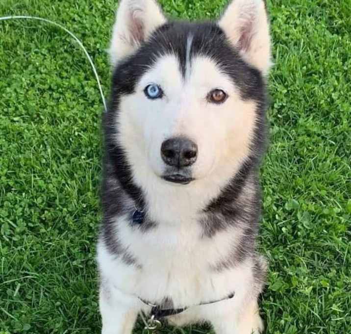 Photo of Titan $25 Adoption Fee